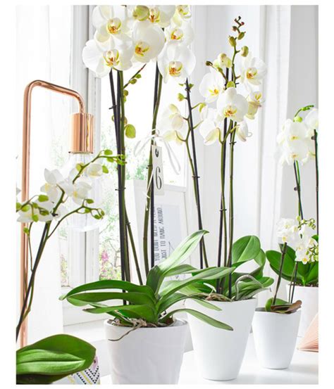 Schmetterlingsorchidee Phalaenopsis cultivars von Dehner für 15 99