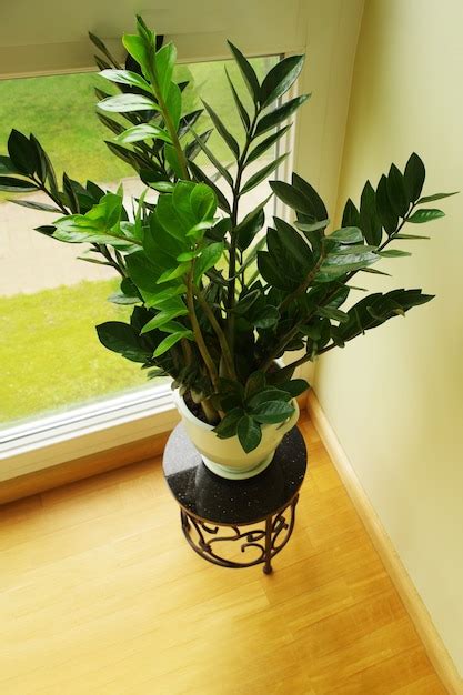 Premium Photo | Zamioculcas flower in pot zamioculcas zamiifolia natural home plant