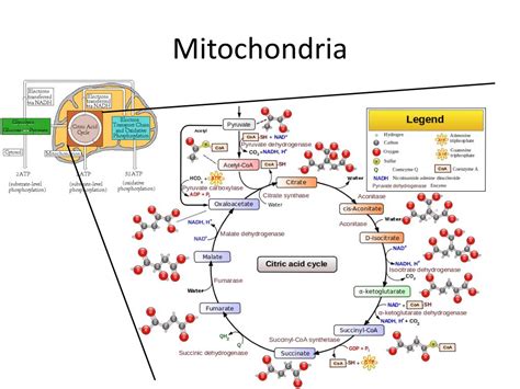 Ppt Mitochondria Powerpoint Presentation Free Download Id 2267884