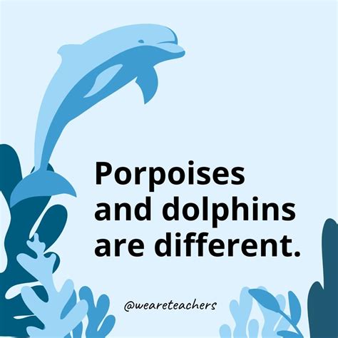 40 Dolphin Facts That Will Blow Your Mind