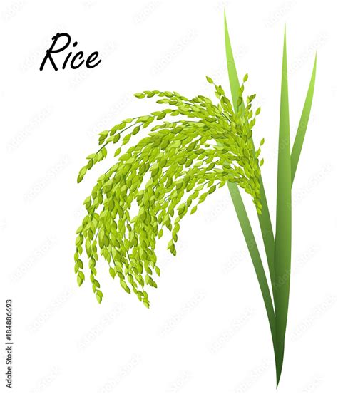 Rice Oryza Sativa Asian Rice Hand Drawn Realistic Vector