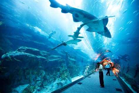 Atlantis Aquaventure Waterpark Tickets Price How Much Does It Cost