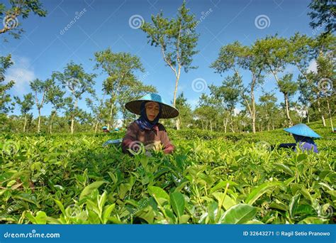 收获茶叶的夫妇女性农夫 编辑类照片 图片 包括有 行业 屏蔽 增长 种田 植物群 绿色 庄稼 32643271