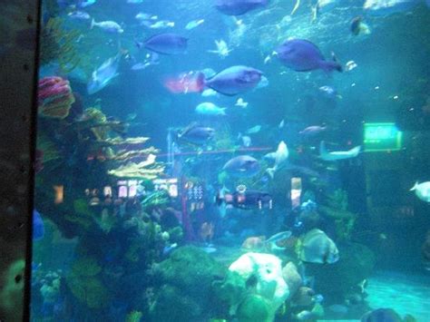 The Aquarium Silverton Hotel Las Vegas - Aquarium Views