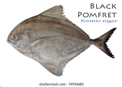 952 Black Pomfret Images Stock Photos Vectors Shutterstock