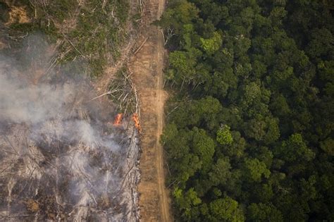 Desmatamento Na Amaz Nia Registra Maior Queda Do Ano Em Novembro Fonte