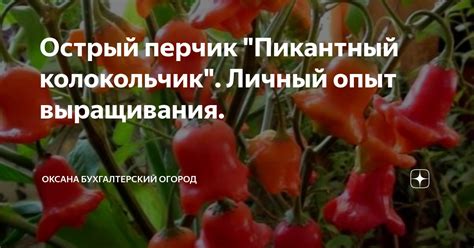 Острый перчик "Пикантный колокольчик". Личный опыт выращивания ...
