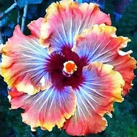 Dinner Plate Hibiscus Plant