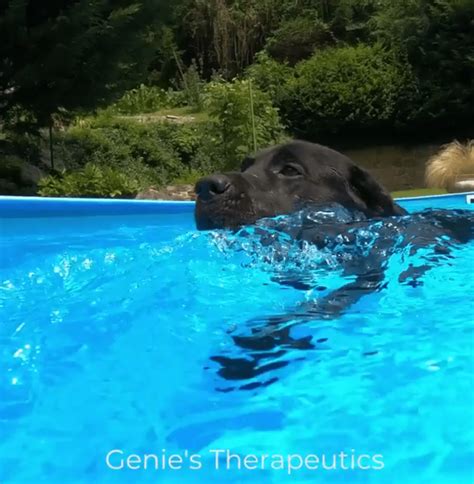 Doggie Paddle: Dog Swimming Safety And K9 Ways To Have Fun