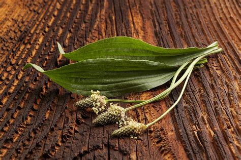 Babka Lancetowata Plantago Lanceolata L Echo Dnia Podkarpackie