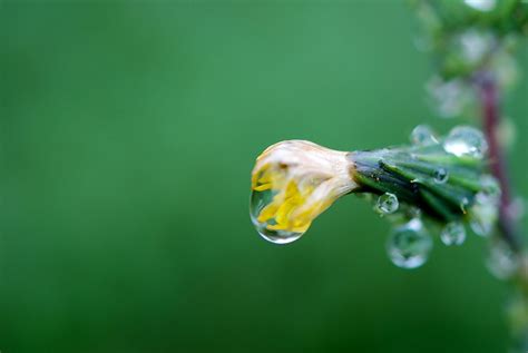 Free Images Nature Grass Branch Blossom Dew Water Drop Leaf