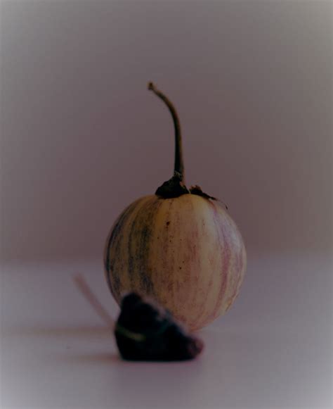 Study Of A Baby Aubergine ANSELMI AYLING