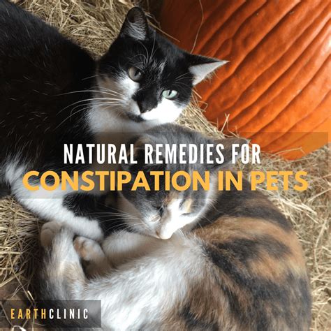 Cat Constipation Treatment: Home Remedies And When To See, 60% OFF