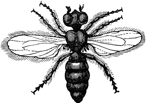 Cheese Fly | ClipArt ETC