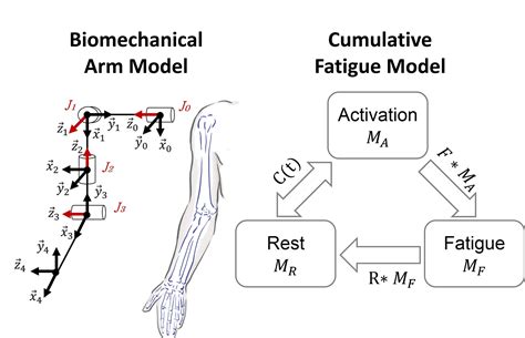 Modeling Cumulative Arm Fatigue in Mid-Air Interaction based on ...