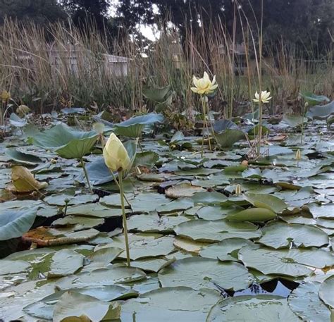 American Lotus Sharons Florida