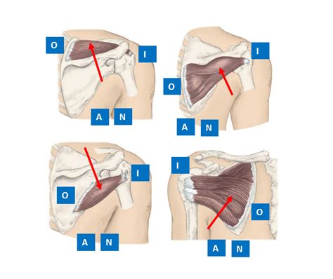 PHT1103 Anatomy AOIN Supraspinatus Infraspinatus Teres Minor