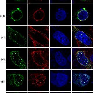 R Localizes To The Er A Bgmk Cells Were Transiently Transfected