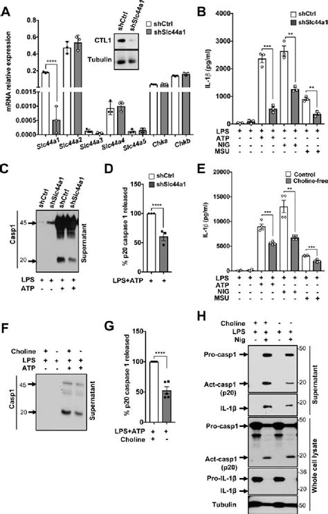 Figure From Choline Uptake And Metabolism Modulate Macrophage Il