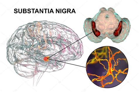 Sustancia Negra Del Cerebro Medio Y Sus Neuronas Dopamin Rgicas