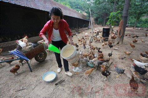 農村養殖戶養殖土雞，很多人失敗是因為不懂這個！ 每日頭條