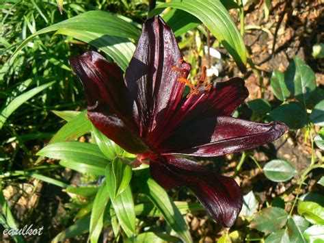 Zielono Zakręceni: Lilia (Lilium) Mascara (1/1)