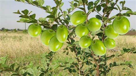 How To Grow Jujube With Simple Method From Branch How To Grow Jujube