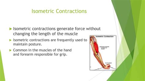 Types of muscle contraction