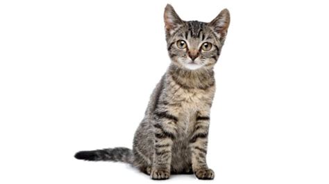 EUROPEAN SHORTHAIR CAT PERSONALITY AND BREED (ALL YOU NEED TO KNOW ...