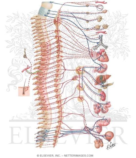 Autonomic Nervous System: Schema Schema of Autonomic Nervous System