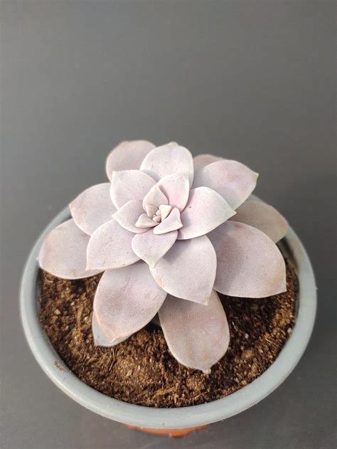 Graptopetalum Superbum Pura Lola