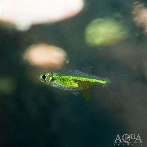 neon green rasbora for sale Archives - Aqua Imports