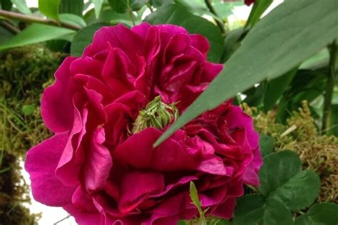 Роза Отелло — фото и описание сорта с отзывами