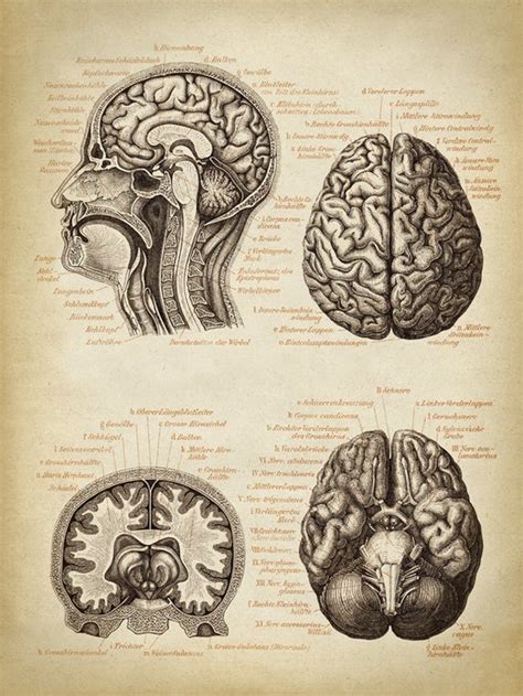 Brain Anatomy Sketch at PaintingValley.com | Explore collection of ...