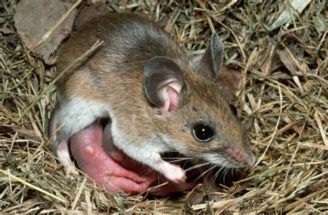 Why do small dogs live longer than big dogs? | Pursuit by the University of Melbourne