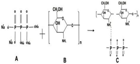 Schematic Diagram Of The Functional Structure Of Chitosan Nanoparticles Download Scientific