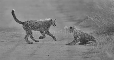 Two Cheetah Cubs Playing Early Morning in a Road Stock Image - Image of ...