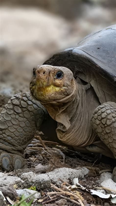 9 Hewan Langka Unik Dan Aneh Yang Hanya Hidup Di Kepulauan Galapagos