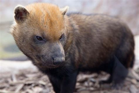 Bush Dog Facts Habitat Diet Life Cycle Baby Pictures