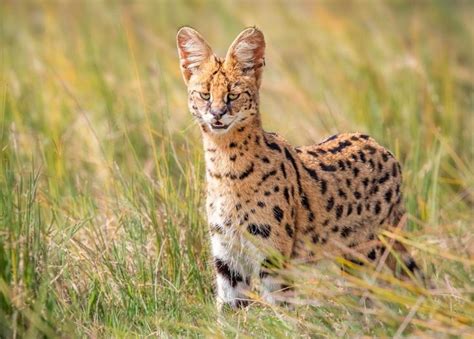 Сервал: описание, где обитает, чем питается, сколько живет