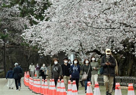 桜早咲きの弘前公園、「準まつり」静かに開幕｜なびたび北東北