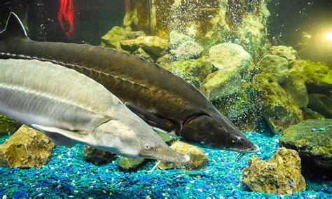 Types Of Sturgeon Freshwater Vs Saltwater Species SIAA