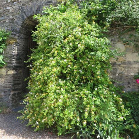 Schlingendes Geißblatt Lonicera japonica Hall s Prolific gelb