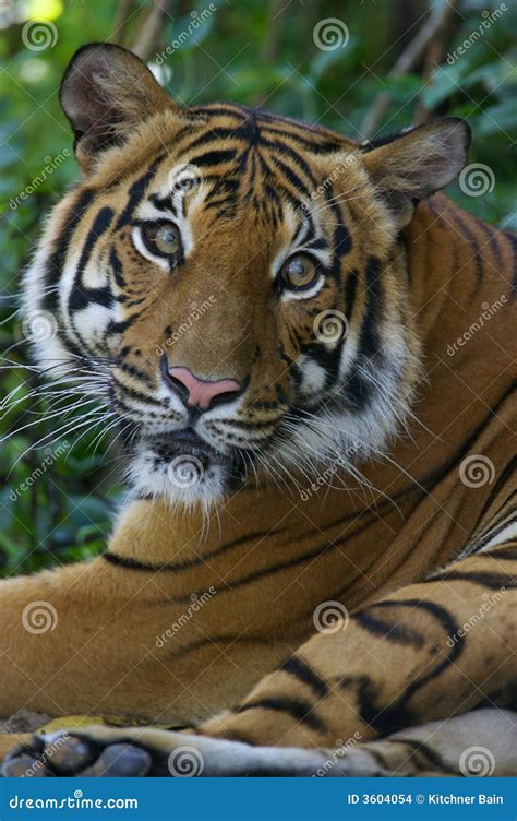 Malaysian Tiger Stock Images - Image: 3604054