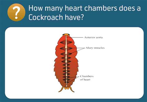 How many chambers does a cockroach heart have? [2022] 🐬 | Animalia-life ...