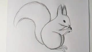 Easy squirrel pencildrawing/how to draw squirrel | Doovi