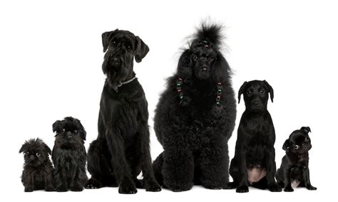 Premium Photo | Group of dogs, poodle, pug, griffon bruxellois and a ...
