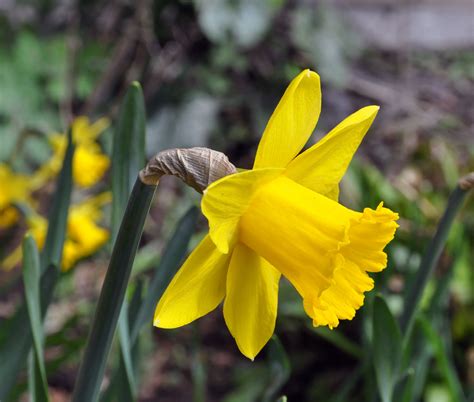 Narcisos Galiciangarden