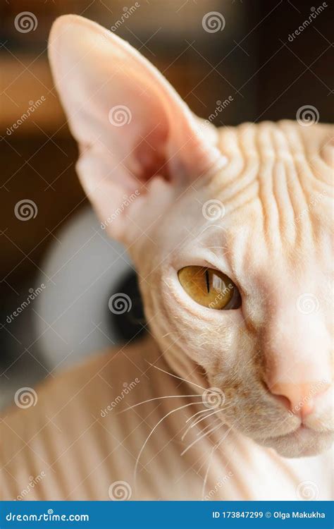 Cat Sphinx Naked Bald Beige Pink Stock Image Image Of Alertness Kitten