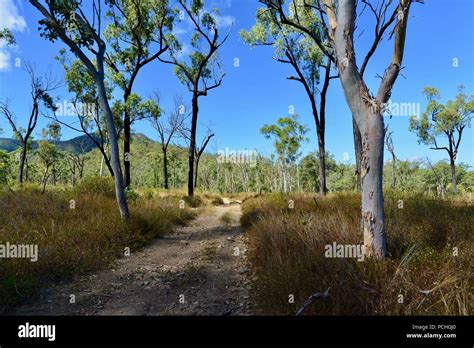 An Outback Dirt Track Going Between Trees And Grassland Hi Res Stock